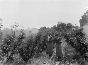 Women working in the orchard, spraying the trees, at East Malling Research Station