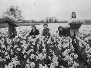 Wonderful daffodil crop harvested in for Easter market