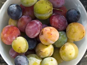 Blue Prints: Wonderful variety of freshly picked plums from garden trees. credit: Marie-Louise