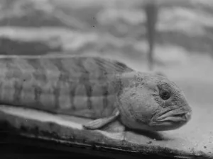 Fish Prints: The wonders of the new zoo aquarium. The head of the Wolf fish. 4 April 1924