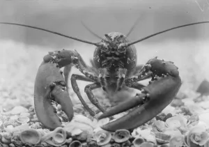 The wonders of the new zoo aquarium The lobster in the aquarium. 4 April 1924