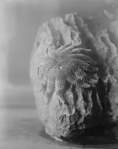 Arms Prints: The wonders of the new zoo aquarium. The Sun starfish resting on the rock. 4