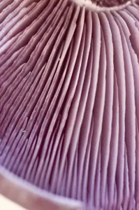 Mushroom Prints: Detail of wood blewit (lepista nuda) showing gills. credit: Marie-Louise Avery