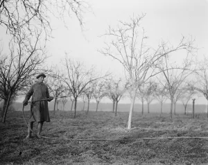 Farming Prints: A worker spraying the tree in a fruit orchard in Swanley, Kent. 1939