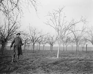 Fruit Collection: A worker spraying the tree in a fruit orchard in Swanley, Kent. 1939