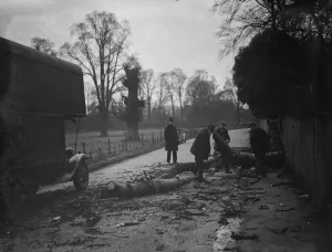 Debris Prints: Workers clear a tree blown down by the gales in Crayford. 1938