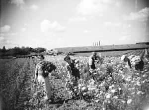 Bunches Prints: Workers in the field picking chrysanthemums. 1935