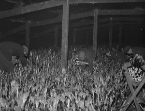 Stalks Prints: Workers picking forced rhubarb at Dartford, Kent. 13 February 1938