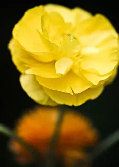 Yellow Collection: Yellow ranunculus flower against dark background credit: Marie-Louise Avery / thePictureKitchen