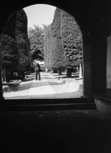 Yew trees, Brenchley. 1937