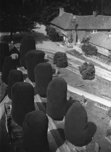 Yew trees, Brenchley. 1937