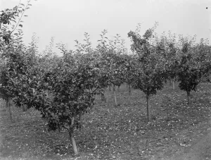 Fruit Prints: Young apple trees with lots of fruit. 1935