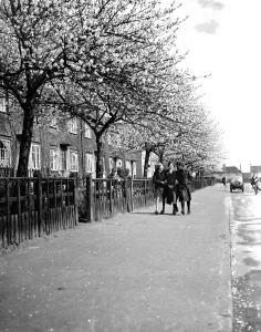 Friends Prints: Three young gilrs walk arm-in-arm down a road lined with trees in full blossom in