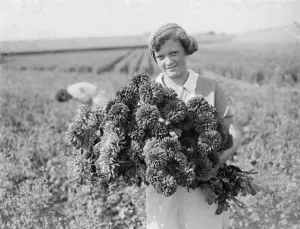 Crop Prints: A young girl holds a bunch of freshly picked chrysanthemums. 1935