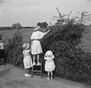 Fruit Collection: Young girls pick blackberries. 1936