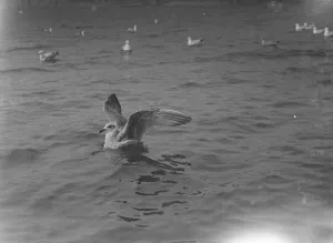 Wings Prints: A young seagull on the water. 1939