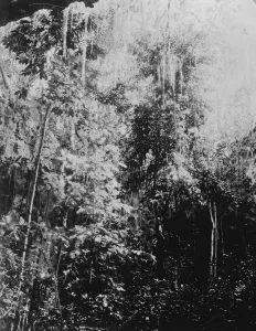 Yucatan exploration. 1926