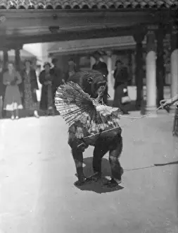 Zoo chimps decide position of a parasol! The hot weather resulted in an argument