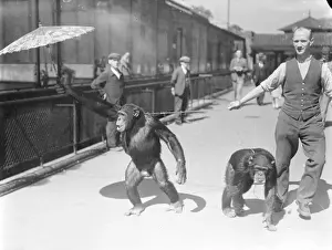Zoo chimps decide position of a parasol! The hot weather resulted in an argument
