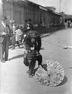 Zoo chimps decide position of a parasol! The hot weather resulted in an argument