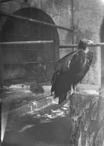 Captivity Prints: At the zoo. The eared vulture. 13 January 1928