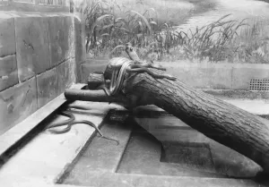 Nineteen Tens Prints: At the Zoo Fox snake, striped chicken, pilot black snake 13 January 1928