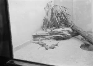 Nineteen Tens Prints: At the Zoo Lizards 13 January 1928