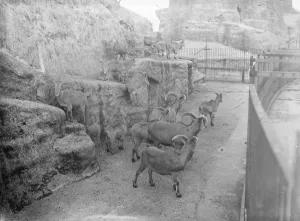 Nineteen Tens Prints: At the Zoo in London Barbery Sheep 13 January 1928